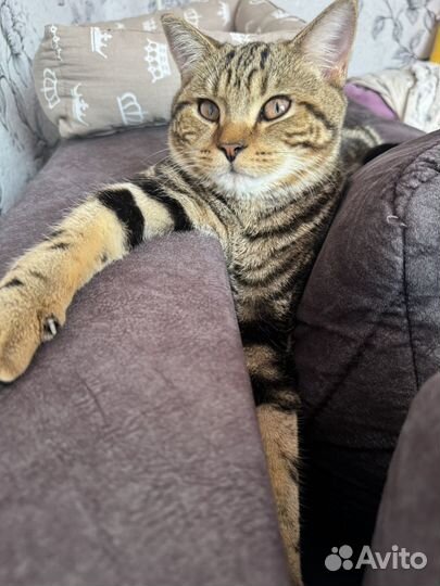 Шотландский прямоухий кот вязка