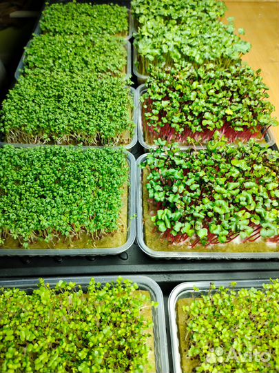 Микрозелень