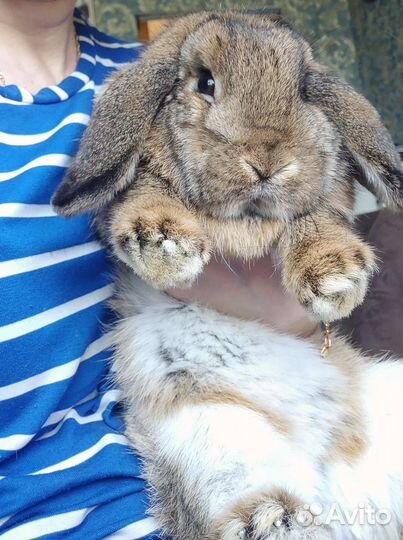 Кролик минилоп