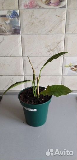 Филодендрон Narrov Esvape