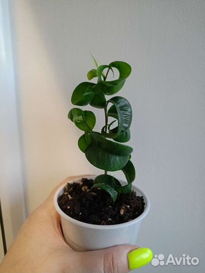 Фикус Баррок