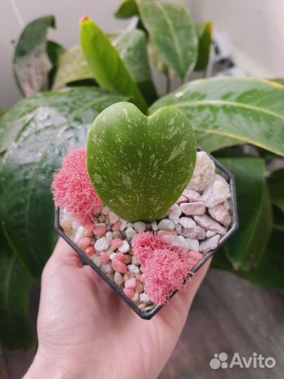 Флорариум сердце с хойей