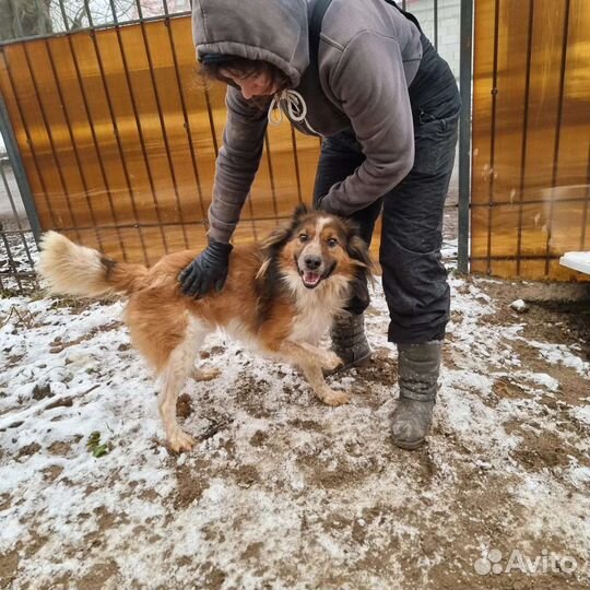 Рыжий ищет дом