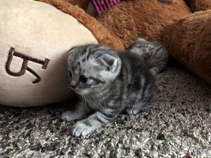 Продаю шотладских вислоухих котят