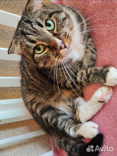 Кот кастр-ый. Ищет новый дом и любящего хозяина