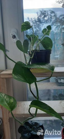 Сциндапсус