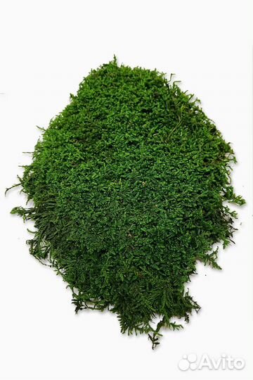 Плоский мох премиум