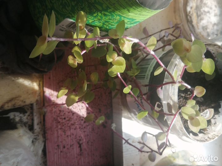 Цветок любви