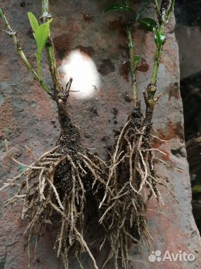 Саженцы самшита