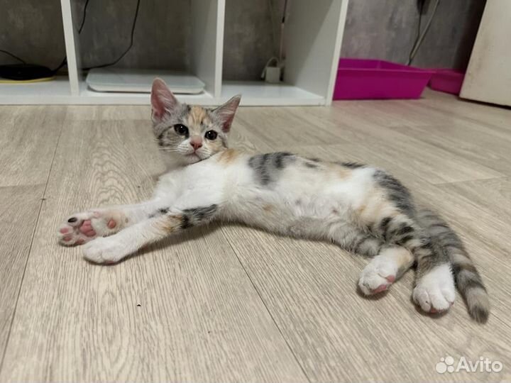 Котята в добрые руки бесплатно