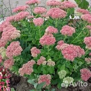 Очиток (седум) видный вариегатный и низкорослый