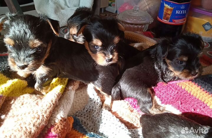 Йоркширский терьер мини