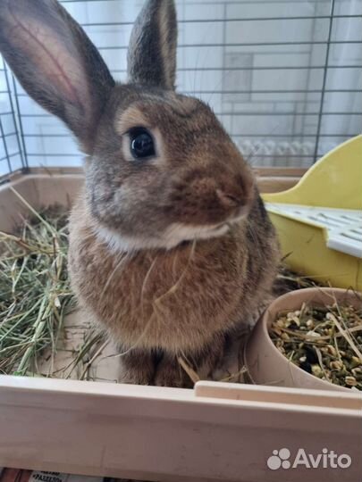 Вязка декоративный кролик