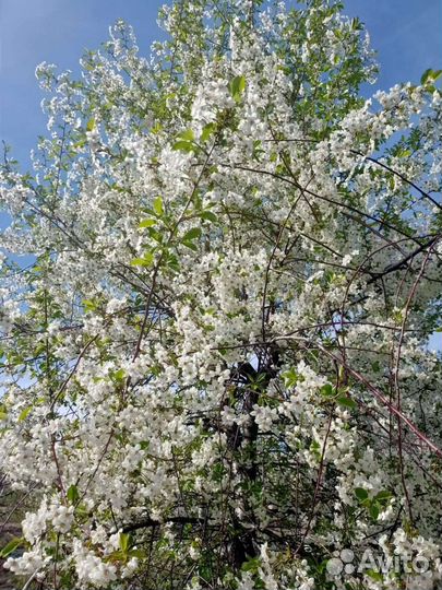 Саженцы вишни Владимировка