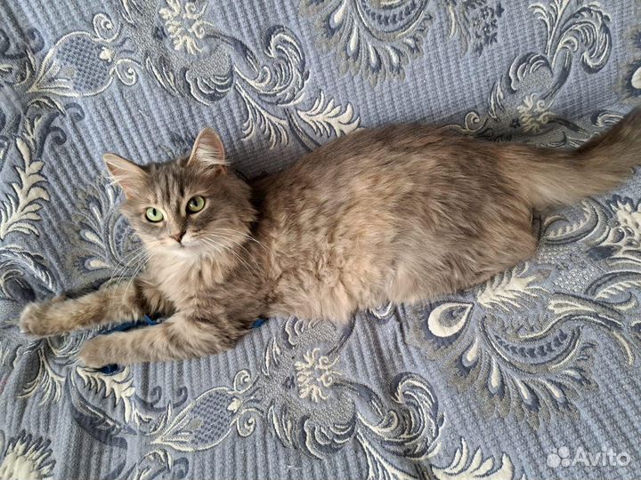 Кошечка Мила ищет дом