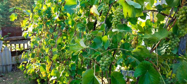 Дом 65 м² на участке 15 сот.