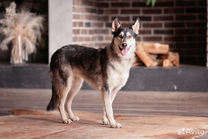 Хася - замечательная девочка ищет дом