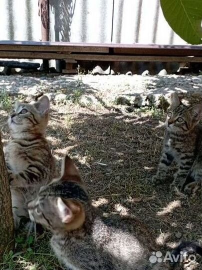 Кошки в добрые руки бесплатно