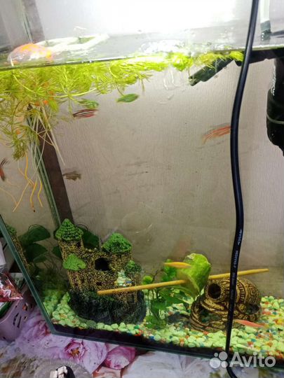 Аквариум со всем содержимым