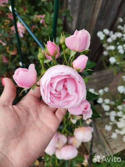 Кустовые розы саженцы