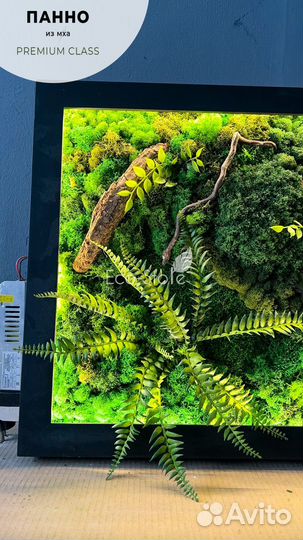 Картина из мха в черной раме на подарок