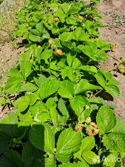 Рассада клубники. Сорт Азия и Чаморо туруса