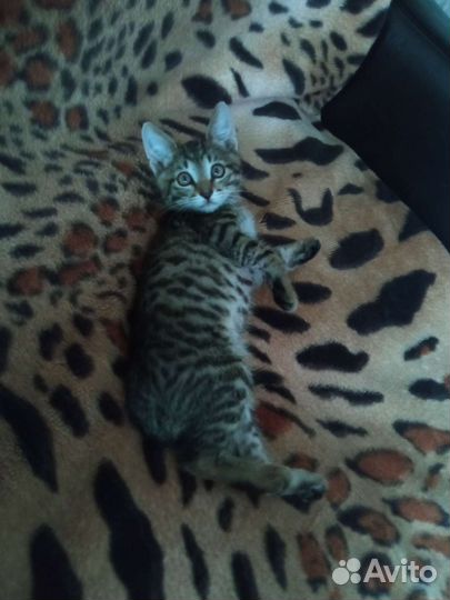 Котенок 2 месяца в добрые, любящие руки