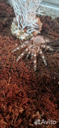 Паук птицеед