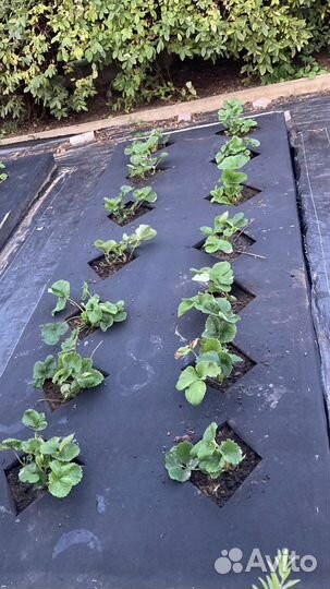 Рассада клубники Выставочная, Фигаро, Гигантелла