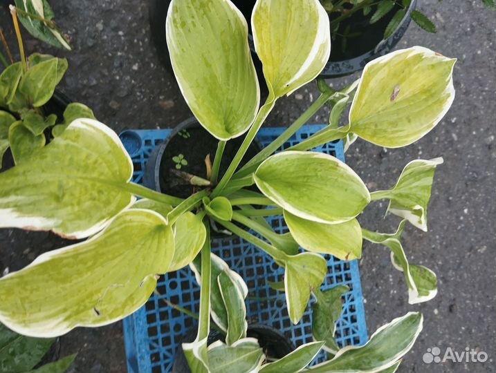 Многолетники