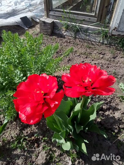 Луковицы тюльпанов