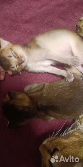 Абиссинские котята