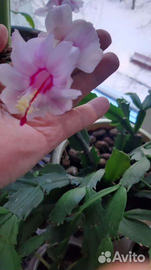 Декабрист или шлюмбергера Malissa (белый)