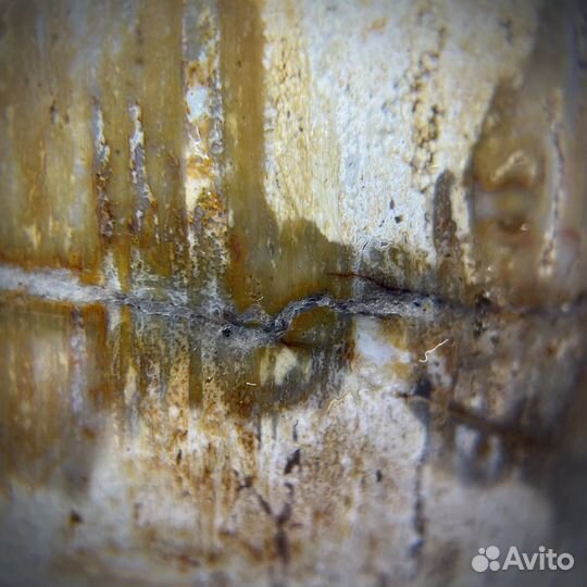 Шар и окаменелого дерева окаменелость ископаемое