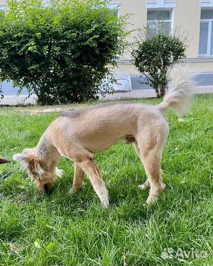 Собака в добрые руки отдам бесплатно