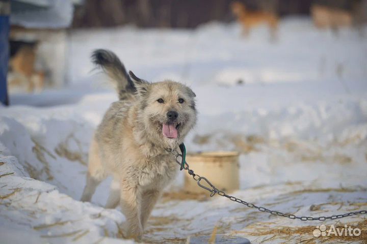Харитон ищет добрую семью