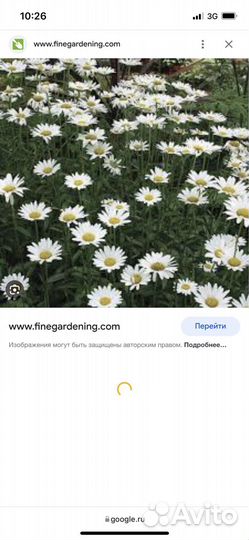 Цветы с дачи