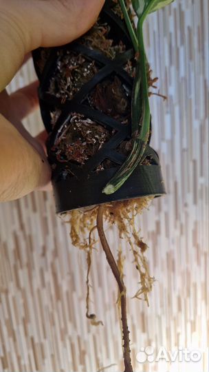 Эпипремнум пиннатум вайт