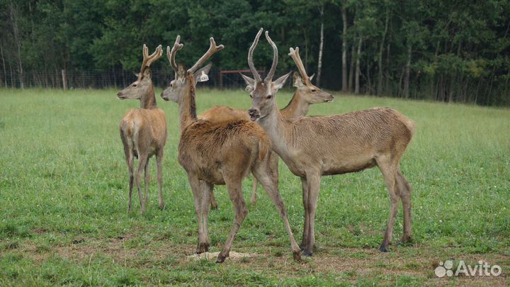 Олень европейский благородный
