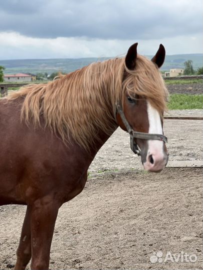 Лошадь жеребец