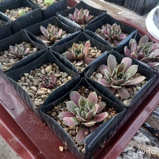 Молодило Кровельное