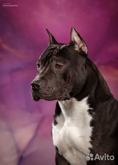 Вязка Американский стаффордширский терьер