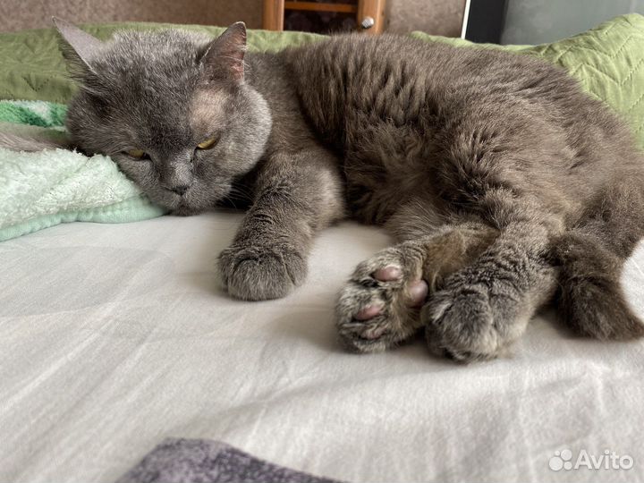 Британская