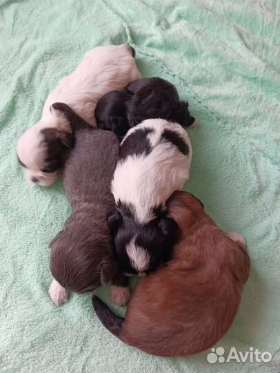 Щенки ши-тцу