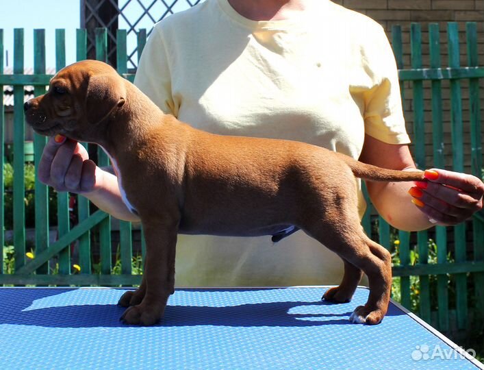 Стаффордширский бультерьер Щенки