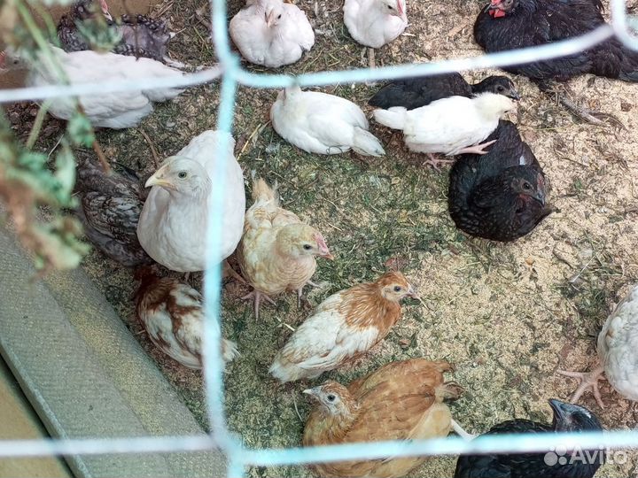 Цыплята петушки