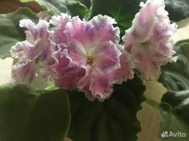 Сортовые фиалки