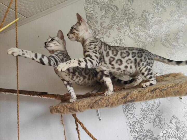 Бенгальские котята Klan Abbenti бенгалы