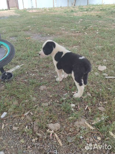 Среднеазиатская овчарка алабай щенки