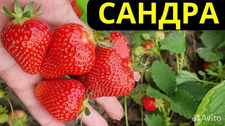 Клубника ранняя сорт 